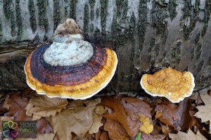 fomitopsis pinicola (2) (1200 x 800).jpg_product_product_product_product_product_product_product_product_product_product